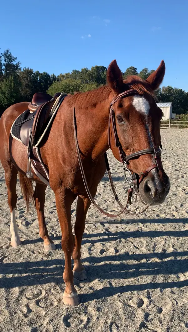 Swift Creek Riding Academy, LLC