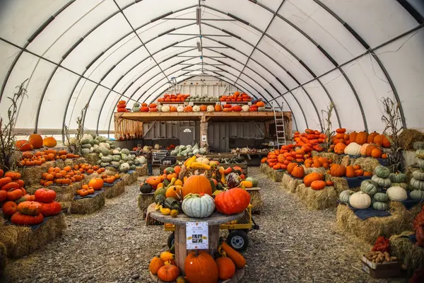 T&C Farms - Pumpkin Patch, Laurel, MT