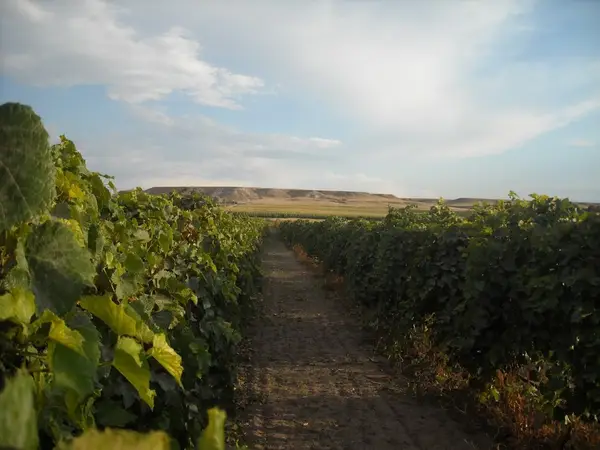 Table Mountain Vineyards, Torrington, WY