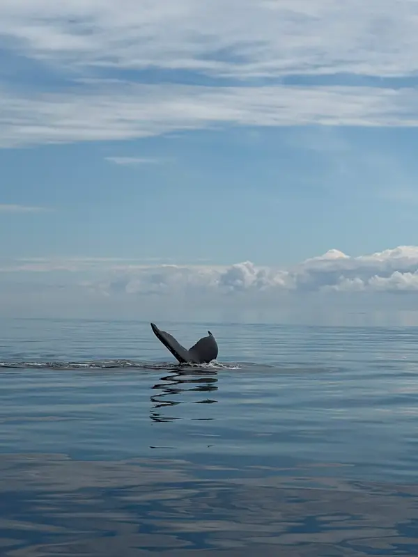Tadoussac Autrement, photo 1