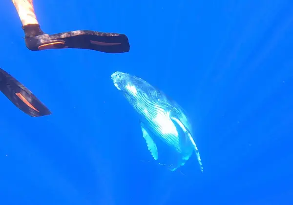 Tahiti Shark Expeditions