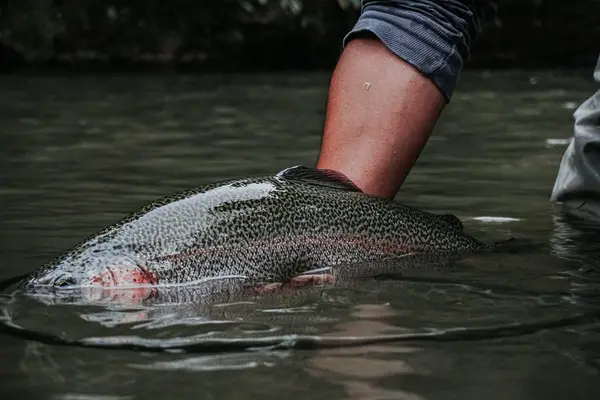 Tall Tails Fly Fishing