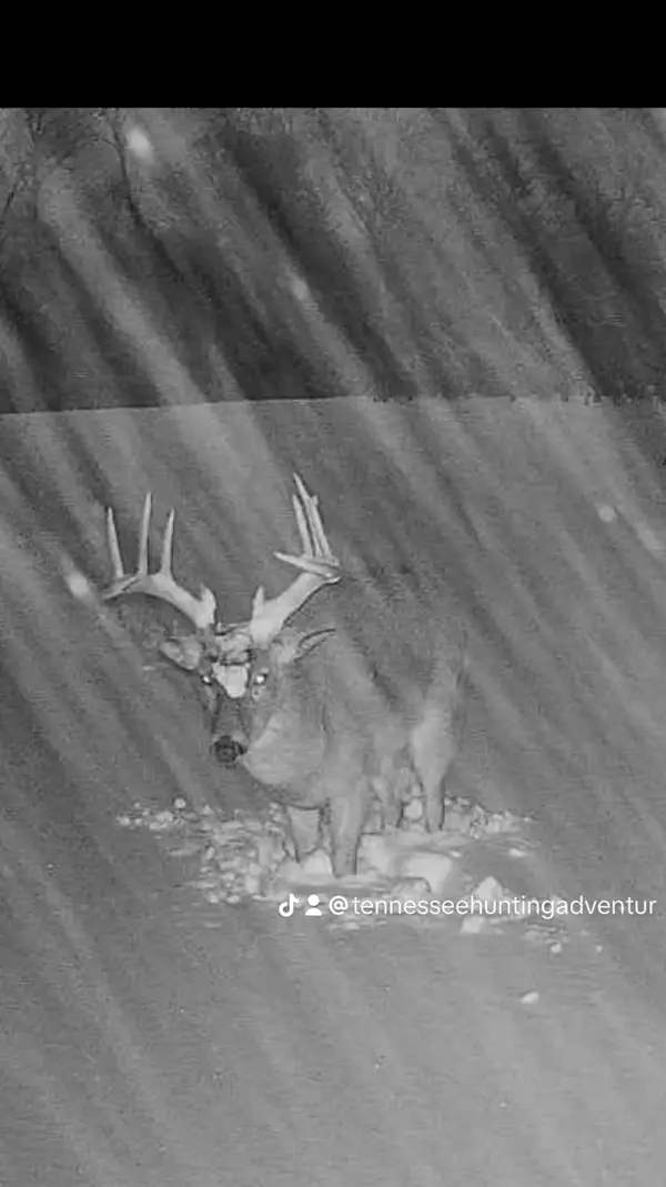 Tennessee Hunting Adventures