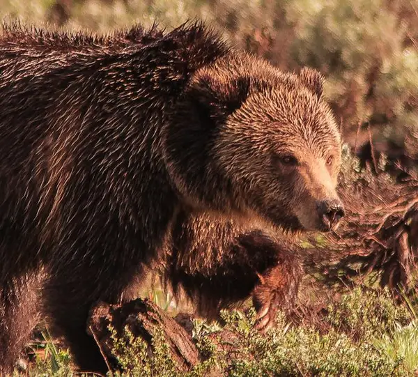 Teton Wild Custom Wildlife Tours, Jackson, WY