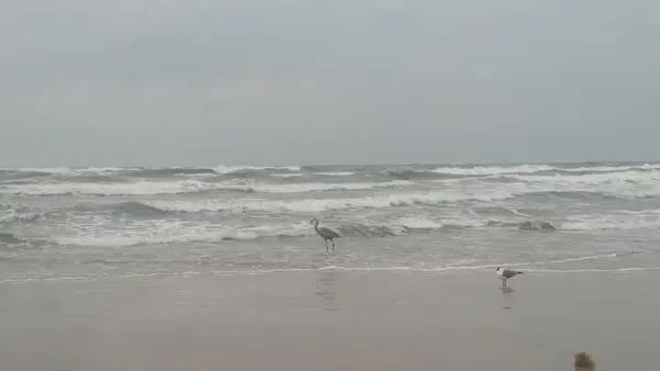 Texas Surf Camps - Corpus Christi, photo 3