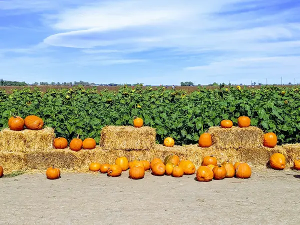 The Bartels Farm, Fort Collins, CO