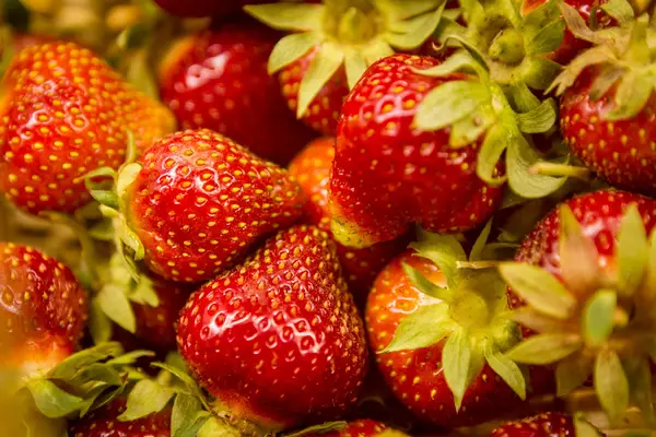 The Berry Basket Farm, Iowa City, IA