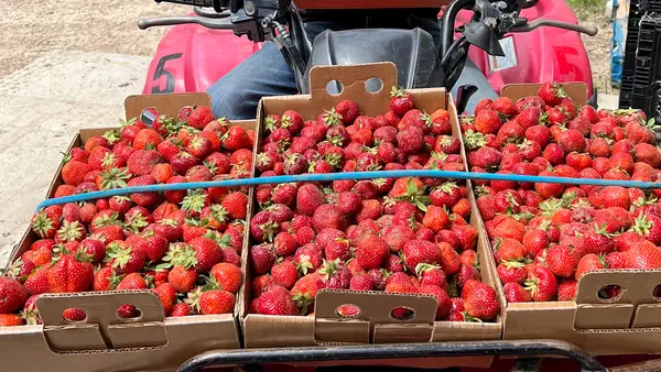 The Berry Ranch, Nampa, ID