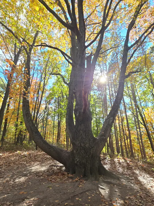 The Climbing Tree