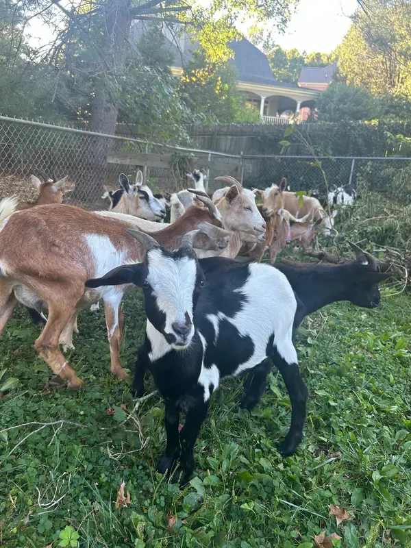 The Funny Farm, Chuckey, TN