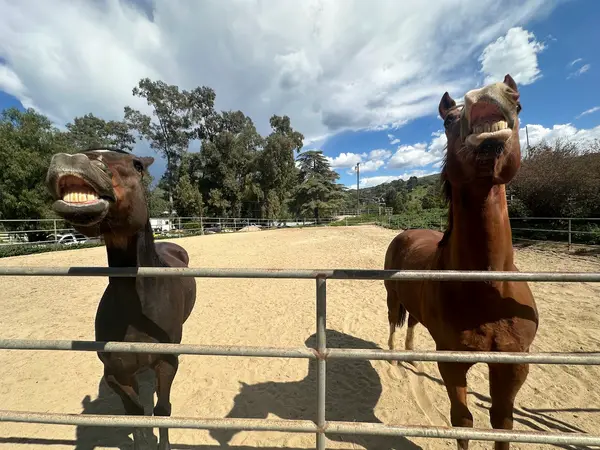 The Golden Horse Ranch, photo 2