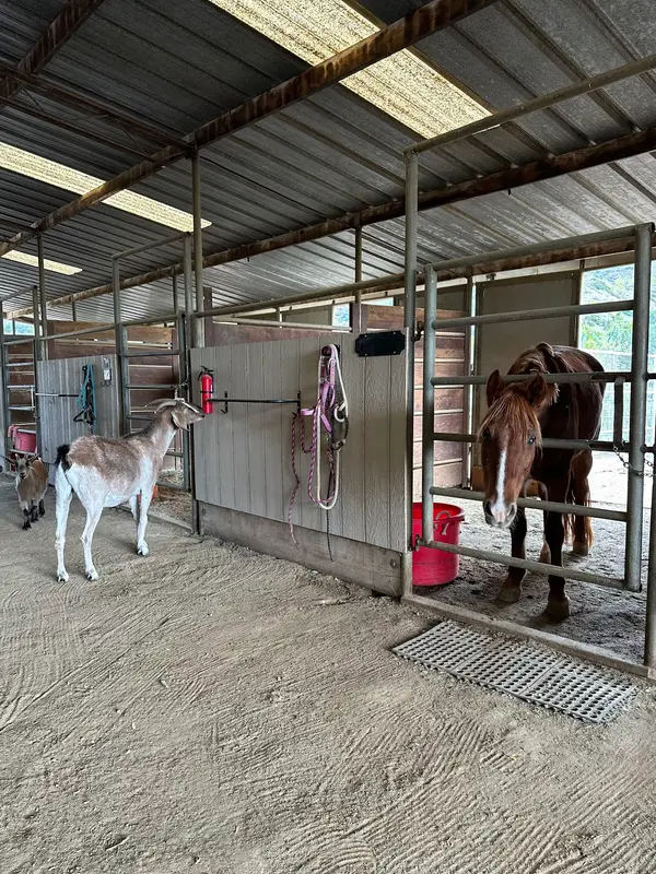The Golden Horse Ranch, photo 3