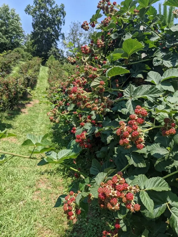 The Happy Berry, Inc., Six Mile, SC