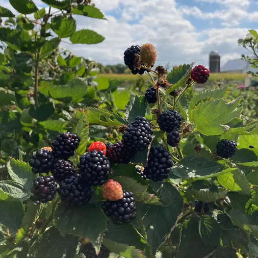The Homestead Berry Farm, Fairborn, OH