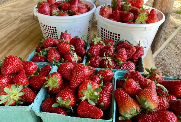 The Ivy Place Berry and Flower Farm, Lancaster, SC