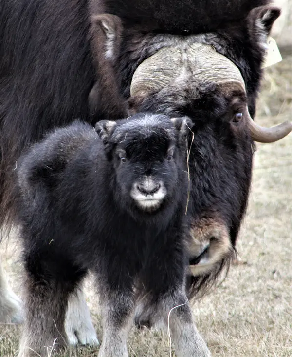 The Musk Ox Farm, Palmer, AK