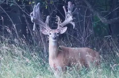 The Refuge Ranch | Michigan Trophy Deer Hunts