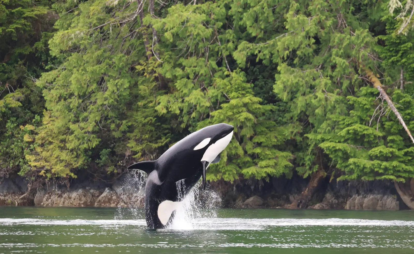 The Whale Centre