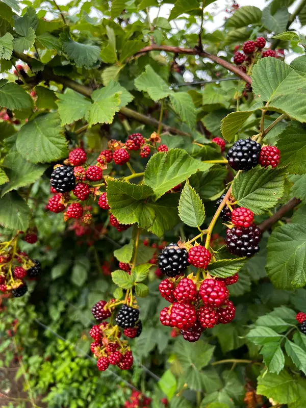 Thierbach Orchards & Berry Farm, Marthasville, MO