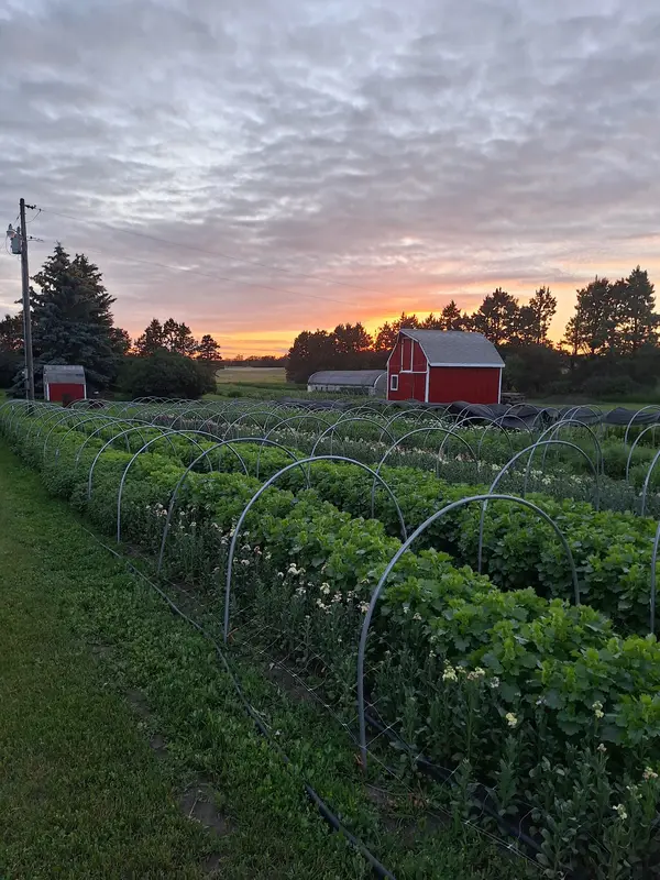 Third Day Family Farms - Mandan, ND, Mandan, ND