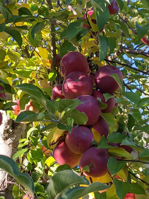 Thompson's Orchards, New Gloucester, ME