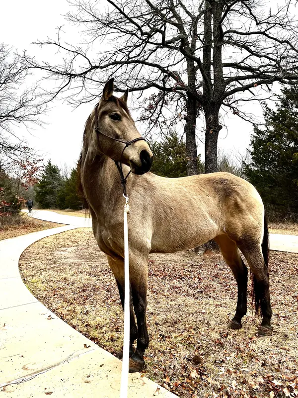 Three Oaks Equestrian Center, photo 3