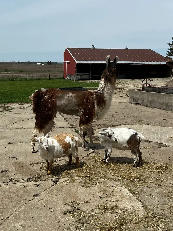 Three Pines Farm, Cedar Falls, IA