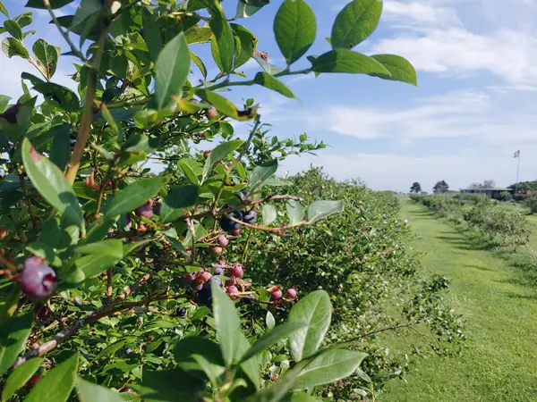 Thunderbird Berry Farm, Broken Arrow, OK
