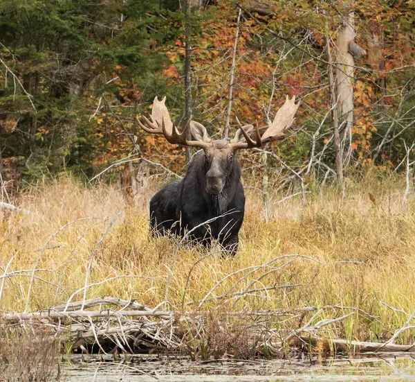 Timber King Outfitting, photo 1