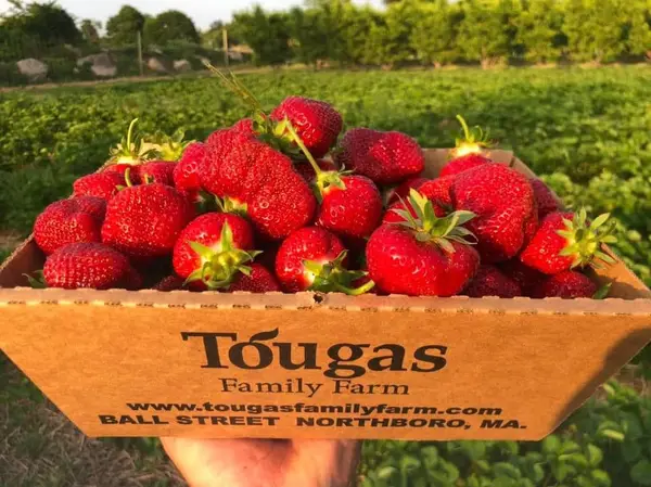 Tougas Family Farm, Northborough, MA