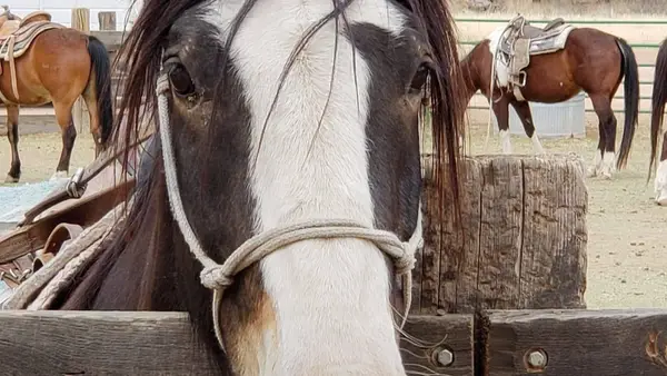 Trail Horse Adventure
