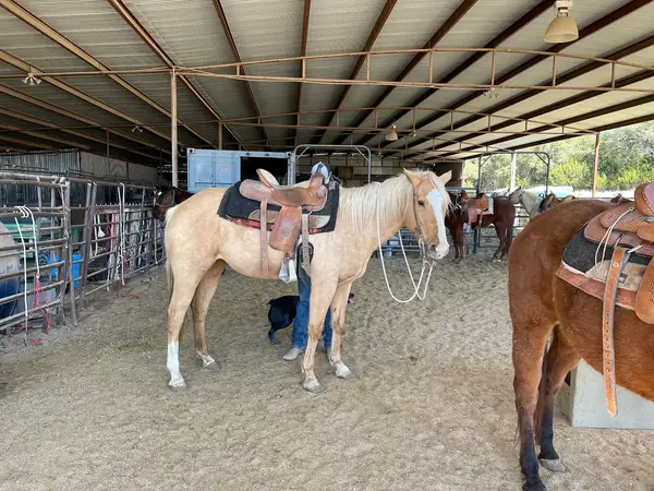 Travis P Trail Rides, photo 2