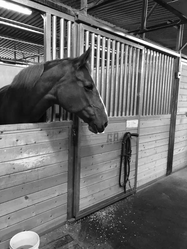 Triple R Boarding Stables, photo 1