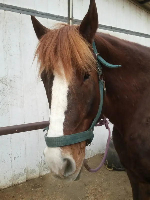 Triple S Horse Ranch, photo 3