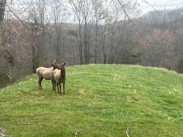 Trophy Whitetail Hunts