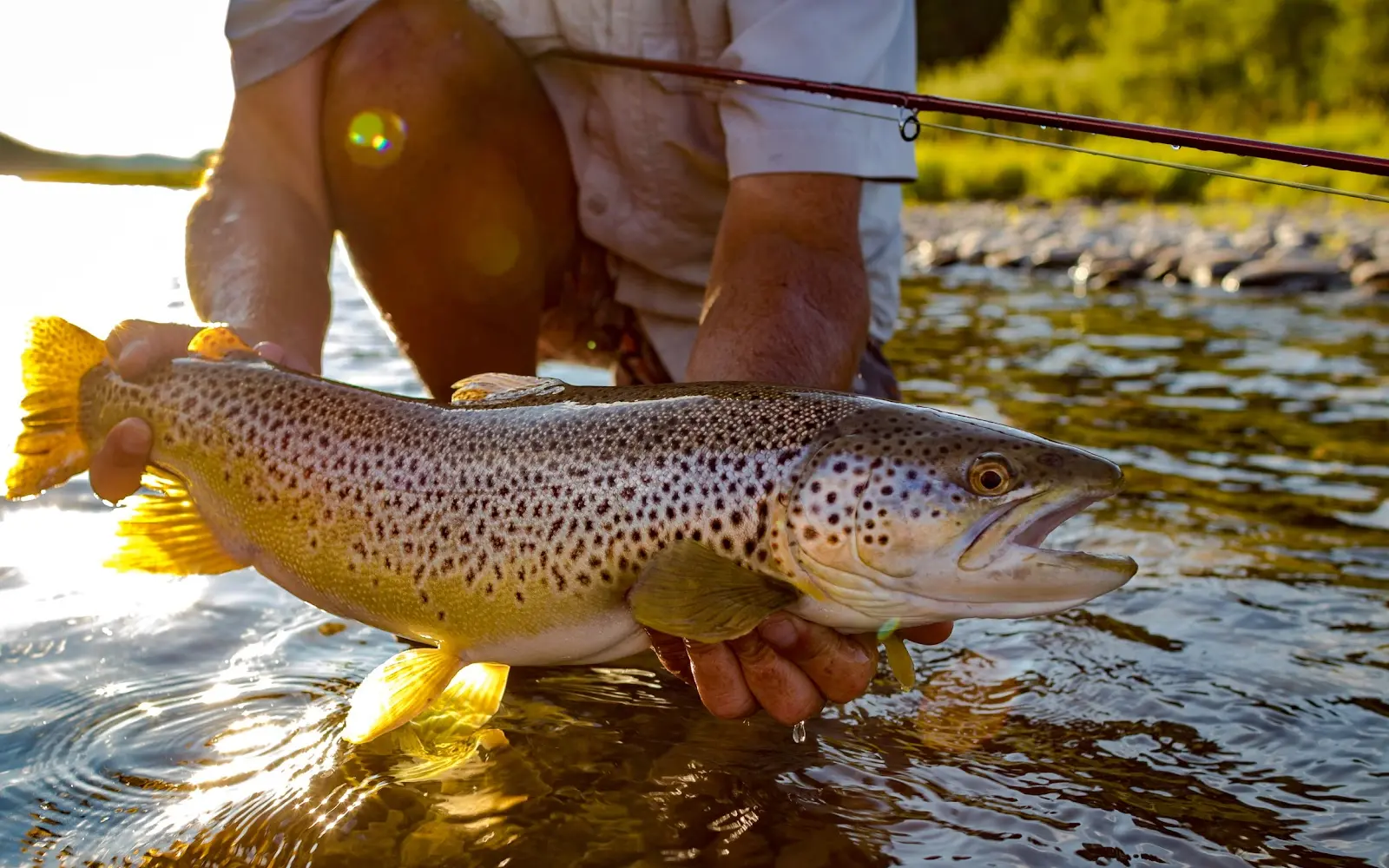 Trout Chasers River Company Ltd.