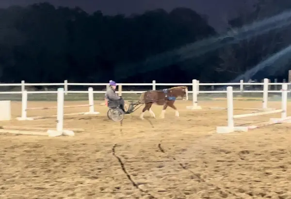 Turkey Creek Stables, photo 2