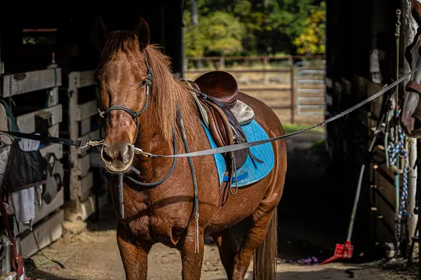 Turkey Creek Stables, photo 3
