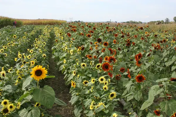 Tuttle Orchards, Greenfield, IN