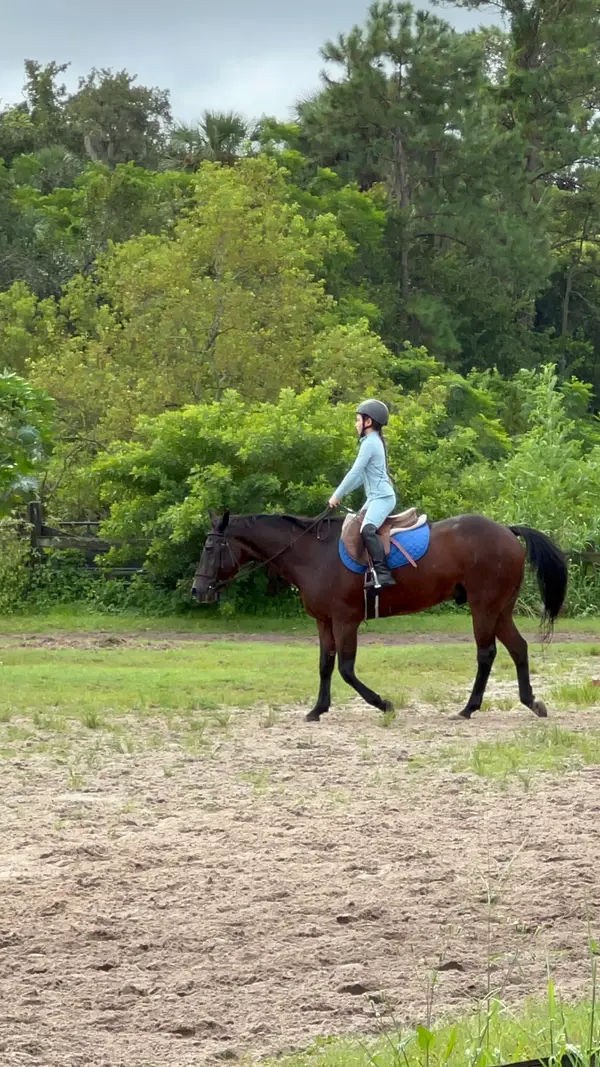 Twelve Oaks Riding Stables