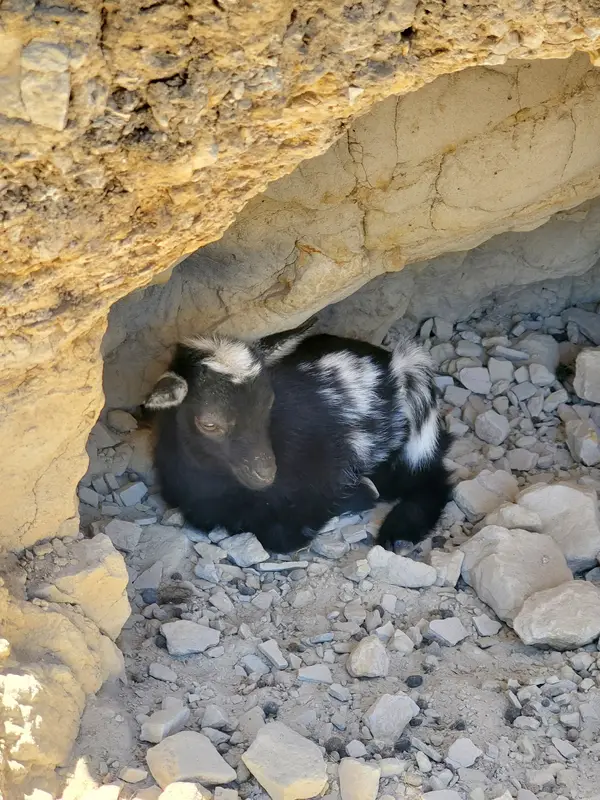 Twenty Nine Oaks Ranch, photo 2