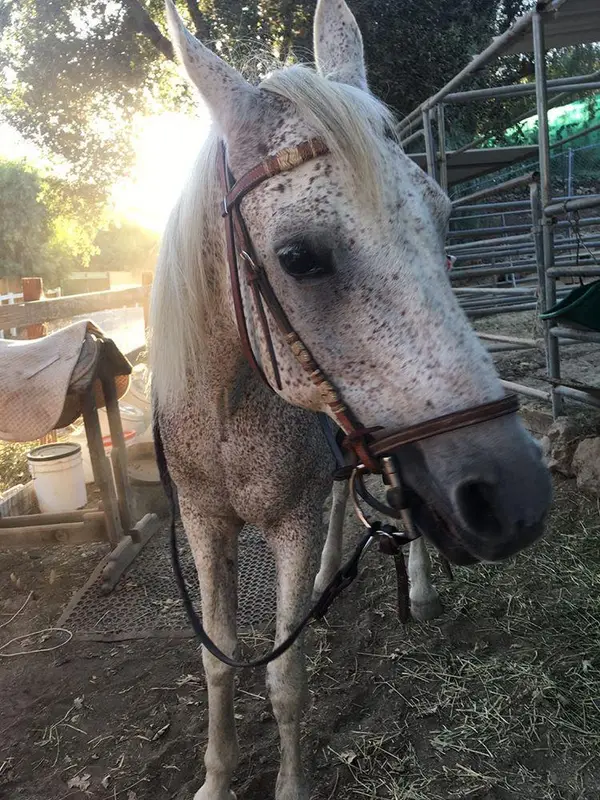 Twenty Nine Oaks Ranch, photo 3