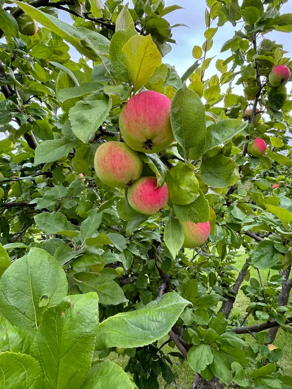 U-pick Apple Orchard, Palmer, AK