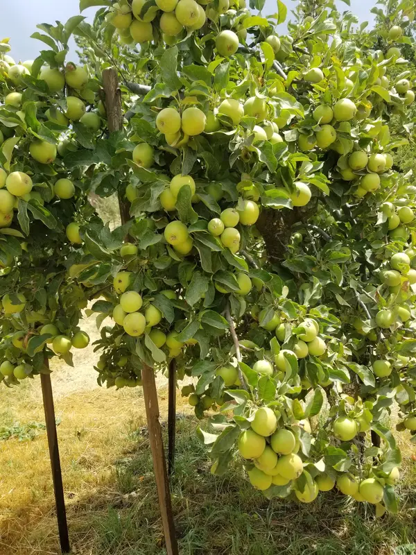 U-Pick Apple Orchard