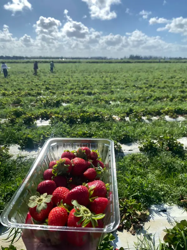 U-pick, Miami, FL
