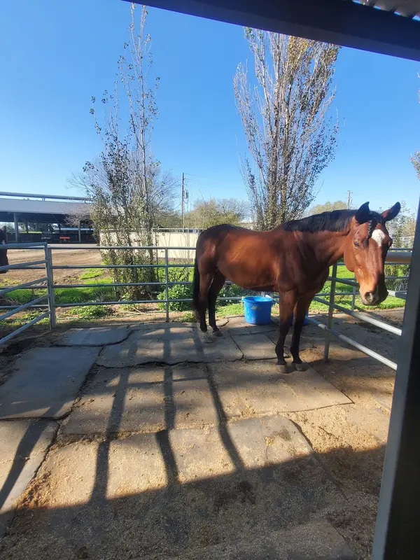 UC Davis Equestrian Center, photo 1