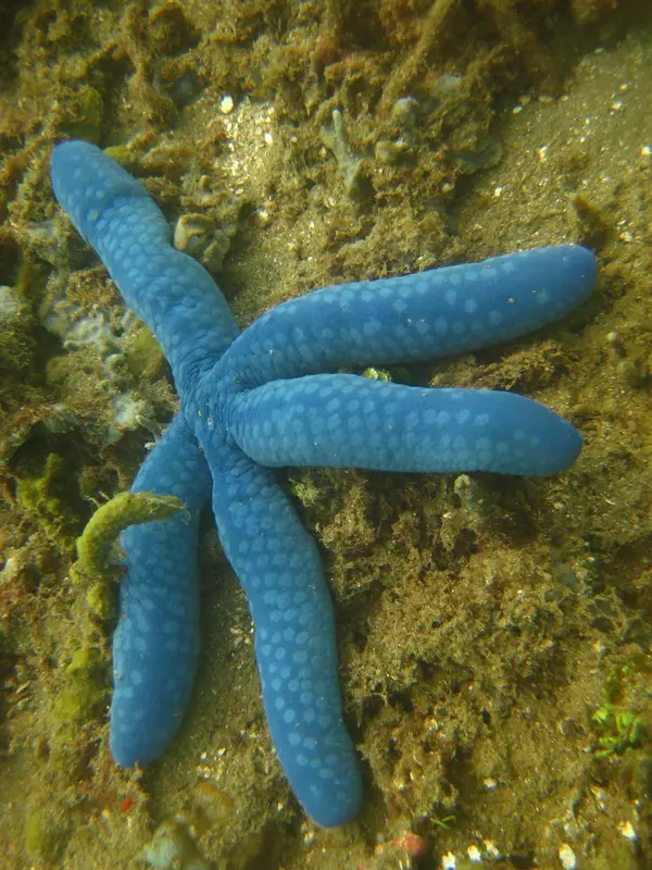 Ultimate Scuba Adventures