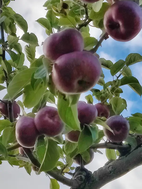 Vermont Orchards, Enosburg Falls, VT