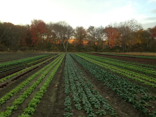Verrill Farm, Concord, MA