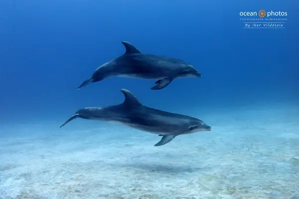 Vibe Dive Center Tenerife